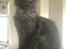 Maine Coon DK Kruse Aseem (Solgt)