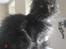 Maine Coon DK Kruse Aseem (Solgt)