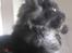 Maine Coon DK Kruse Aseem (Solgt)
