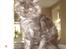 Maine Coon DK Kruse Aseem (Solgt)