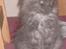 Maine Coon DK Kruse Aseem (Solgt)