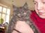 Maine Coon DK Kruse Aseem (Solgt)