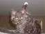 Maine Coon DK Kruse Aseem (Solgt)