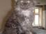 Maine Coon DK Kruse Aseem (Solgt)
