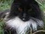 Maine Coon R.I. P min lille dreng,  Mega Good-Will " Willow" - Willow elsker at være i vores have... d.12/8-08