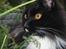 Maine Coon R.I. P min lille dreng,  Mega Good-Will " Willow" - Willow hygger i haven.d.12/8-08