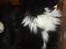 Maine Coon R.I. P min lille dreng,  Mega Good-Will " Willow" - Willow i profil 7 mdr.... her er han altså lidt fræk hihi....