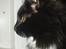 Maine Coon R.I. P min lille dreng,  Mega Good-Will " Willow" - Se min profil.... Var altså lidt nysgerig....