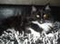 Maine Coon R.I. P min lille dreng,  Mega Good-Will " Willow" - Willow 7mdr gammel.... 