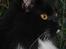 Maine Coon R.I. P min lille dreng,  Mega Good-Will " Willow" - Willow i haven d.12/8-08