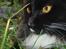 Maine Coon R.I. P min lille dreng,  Mega Good-Will " Willow" - MIAV..... Lækre kælepot.... d.12/8-08