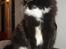Maine Coon R.I. P min lille dreng,  Mega Good-Will " Willow" - Maiv.... siger jeg bare :-)