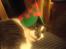 Huskat Magnus - RIP:-(