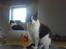 Huskat Magnus - RIP:-(