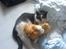 Huskat Magnus - RIP:-(