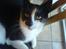Huskat Magnus - RIP:-(