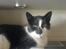 Huskat Magnus - RIP:-(