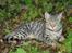 Bengal O'malley - O´malley nyder solen d;