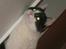 Huskat Trold