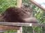 Maine Coon Digger    R:I:P: - Digger i den nye voliere 
