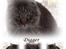 Maine Coon Digger    R:I:P: