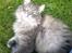 Maine Coon Pjuske the king