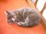 Maine Coon DK Camicoon's Felix - ZZZzzzZZZzzz