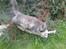 Maine Coon Pjuske the king