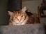 Maine Coon Lilo ( har født 4 )