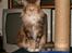 Maine Coon Lilo ( har født 4 )