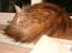 Maine Coon Lilo ( har født 4 ) - sådan ser hun ud.. efter nogle måneder her, og bare er faldet til, super lækre bag fra.