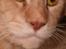Maine Coon Max