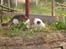 Maine Coon hope´s perle - leget med billedet