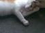 Blanding af racer **Prins Loui Charming**<3 - sikke trygt det er at ligge her ved familiens store hund ;P