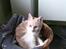 Huskat Minnie R.I.P  : (