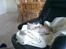 Huskat Minnie R.I.P  : ( - Minnie`s farvorit sted og ligge : )