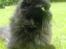 Maine Coon Mia R.I.P