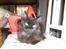 Maine Coon Bella R.I.P 