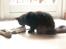 Maine Coon Bella R.I.P 
