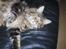 Maine Coon Coon (solgt)