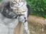 Maine Coon Coon (solgt)