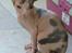 Sphynx Clara