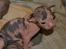 Sphynx Clara