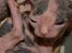 Sphynx Clara