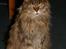 Maine Coon Timbercoon Allmost Angel - marts