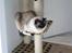 Hellig Birma Cleo - Cleo