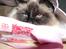 Hellig Birma Cleo - Cleo :-D