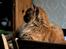 Maine Coon | Jaffe