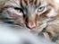 Maine Coon | Jaffe