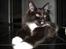 Maine Coon R.I. P min lille dreng,  Mega Good-Will " Willow" - Se min pote, den er blød som silke....
